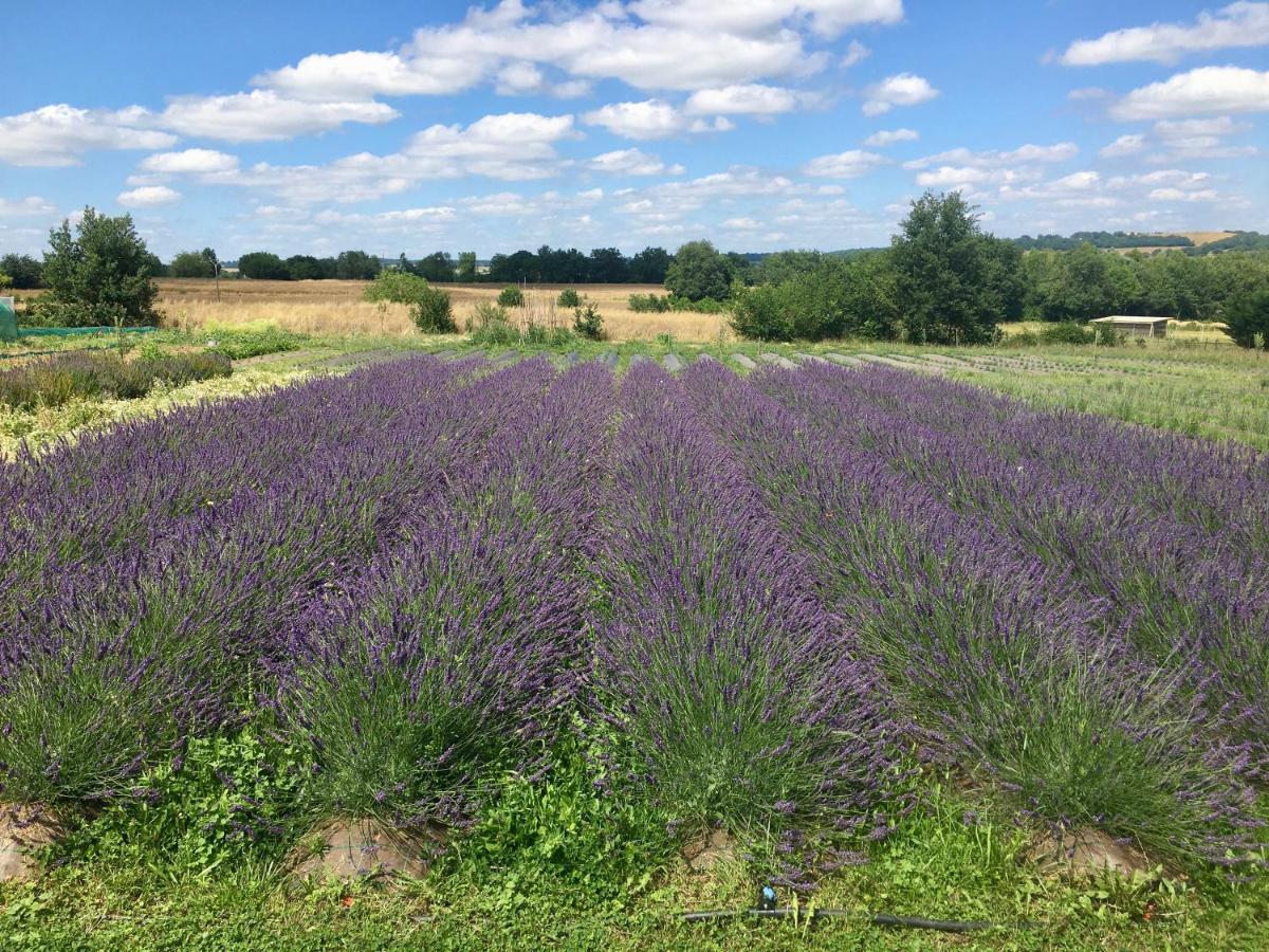 Domaine D'elusa